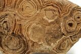 Flower-Like Sandstone Concretion - Pseudo Stromatolite #287080-2